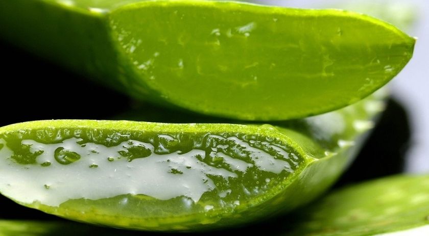 aloe for hair